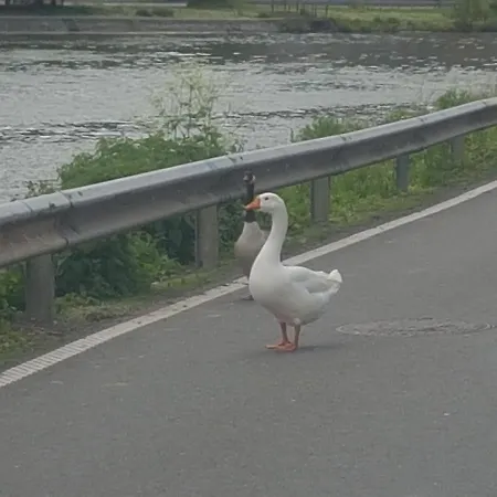 Panama Rio Bed & Breakfast 3*